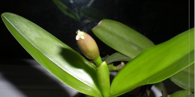 cattleya forbesii-cropa.jpg