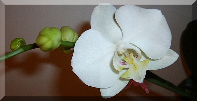 phal biały wąsy.JPG