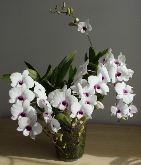 dend typu phalaenopsis.jpg