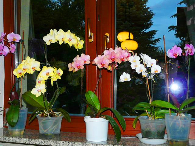 Storczyki 2011 016.JPG