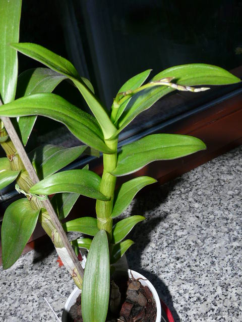 Storczyki 2011 010.JPG