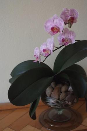 falenopsis - uprawa w kamienich.JPG