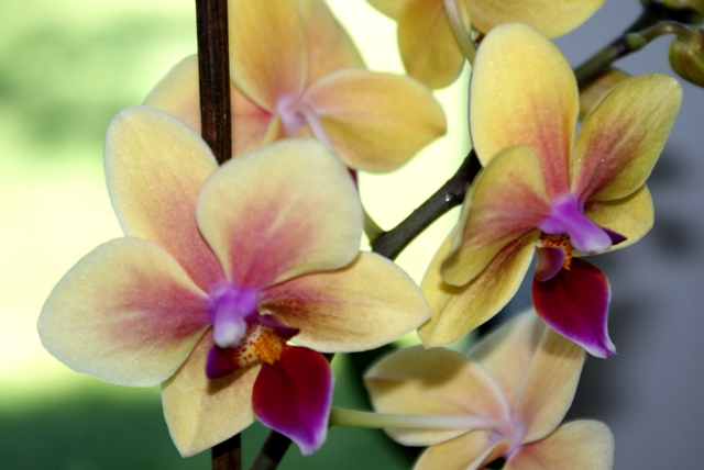 Phalenopsis.JPG