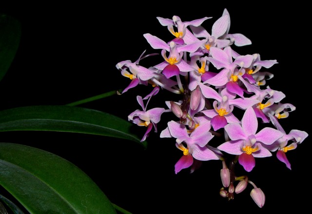 phal. equestris 2.JPG