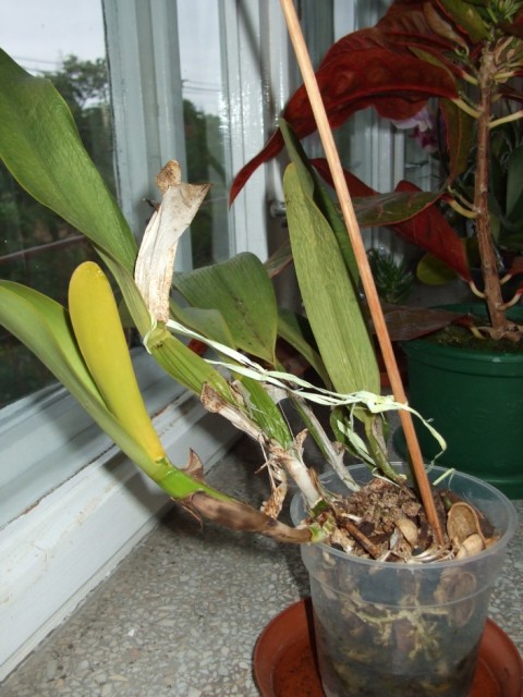 DSCF7905 (704 x 939).jpg