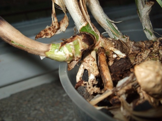 DSCF7906 (939 x 704).jpg