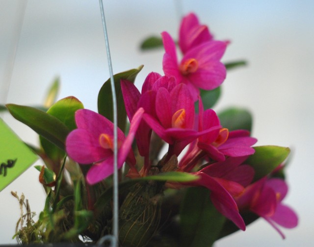dendrobium laevifolium.jpg
