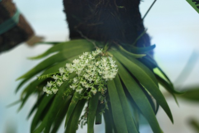 Ornithocephalus gradiatus.JPG