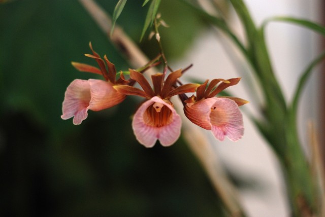 Galeandra baueri.JPG