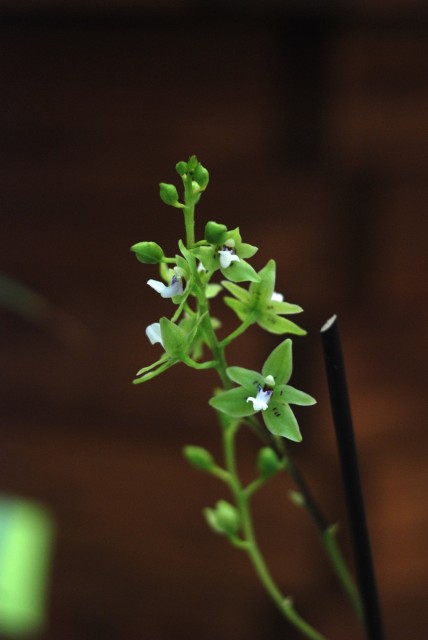 Paradisanthus micranthus.JPG