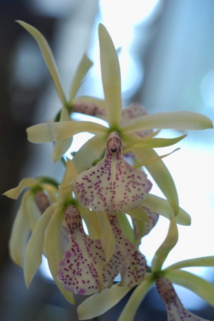 brassocattleya binosa.JPG