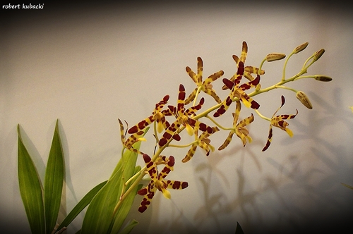 Anselia africana-1.jpg