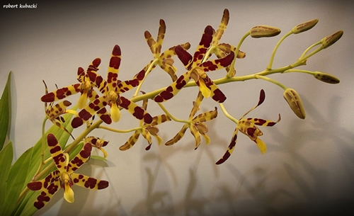 Anselia africana-2.jpg