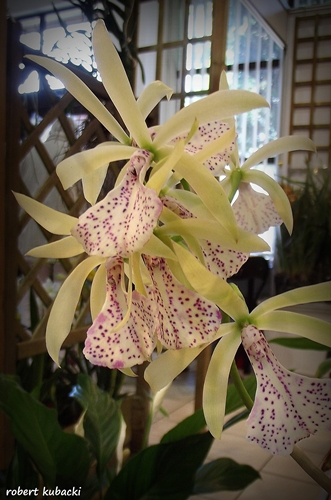 Bc. Binosa (Brassavola nodosa x Cattleya bicolor).jpg