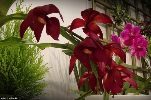 Cycnodes Wine Delight.jpg