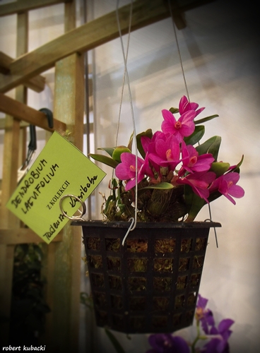 Dendrobium laevifolium.jpg