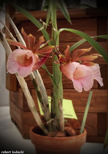 Galeandra baueri.jpg