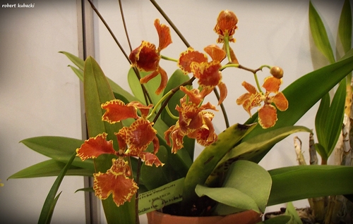 Oncidium forbesii.jpg