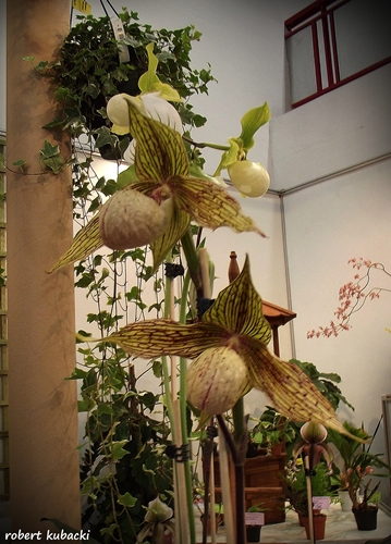 Paph. malipoense x Paph. rothschildianum.jpg