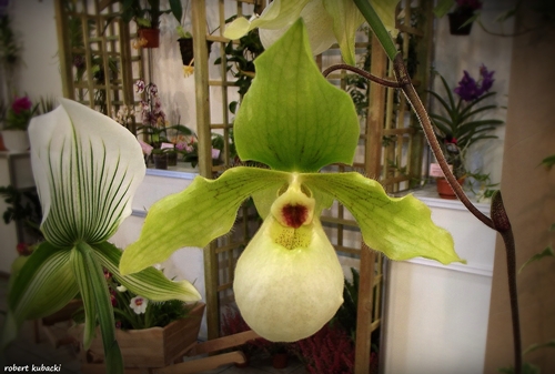 Paph. primulinum x Paph. hangianum.jpg
