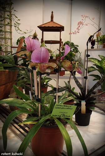 Paphiopedilum charlesworthii-1.jpg