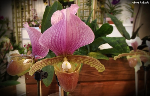 Paphiopedilum charlesworthii-2.jpg