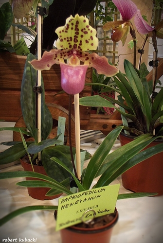 Paphiopedilum henryanum-1.jpg
