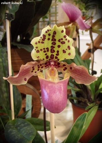 Paphiopedilum henryanum-2.jpg