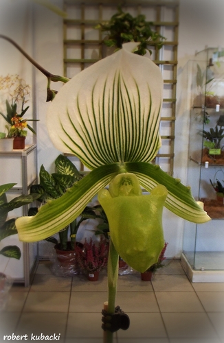 Paphiopedilum Maudiae.jpg