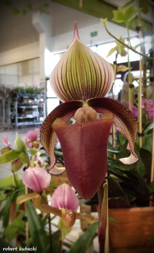 Paphiopedilum nn.jpg