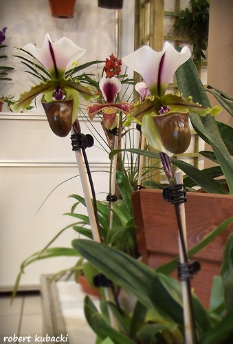 Paphiopedilum spicerianum-1.jpg