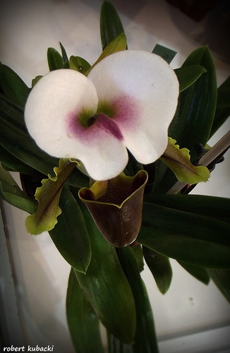 Paphiopedilum spicerianum-2.jpg