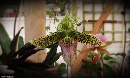 Paphiopedilum sukhakulii.jpg