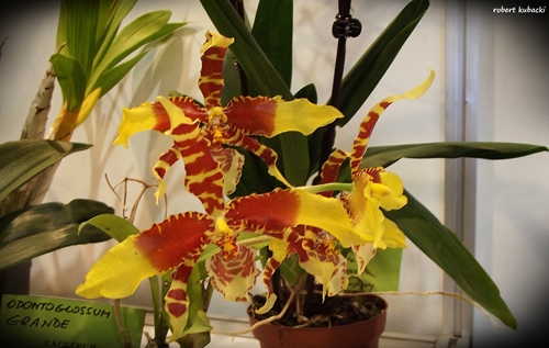 Rossioglossum grande.jpg