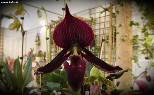 x Paphiopedilum.jpg