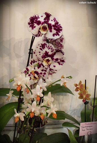x Phalaenopsis.jpg