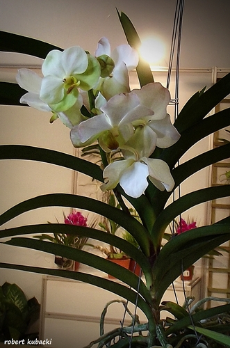 x Vanda-1.jpg