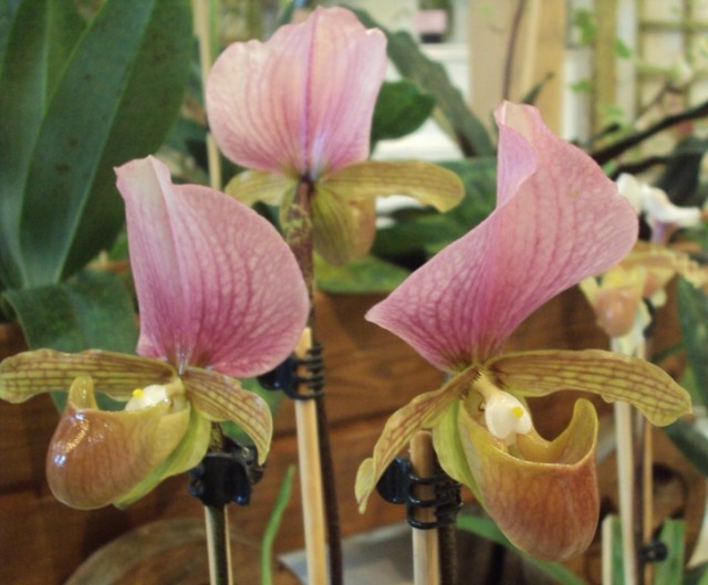 PAPHILOPEDILUM CHARLESWORTHII 4.jpg