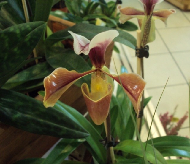 Paphiopedilum.jpg