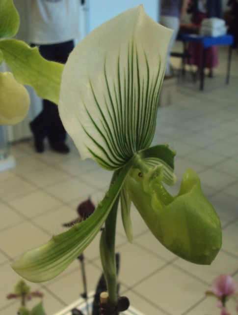PAPHIOPEDILUM ALMA GEVAERT.jpg