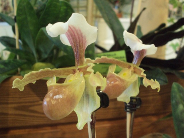 Paphiopedilum barbigerum var. lockianum m..jpg