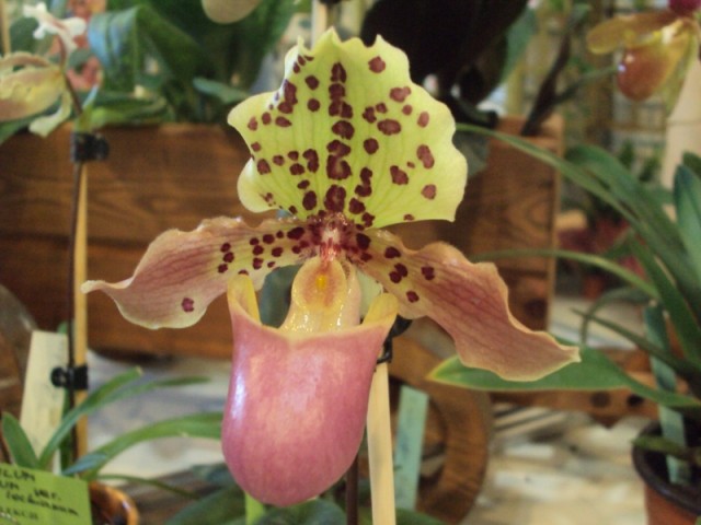 PAPHIOPEDILUM HENRYANUM m..jpg