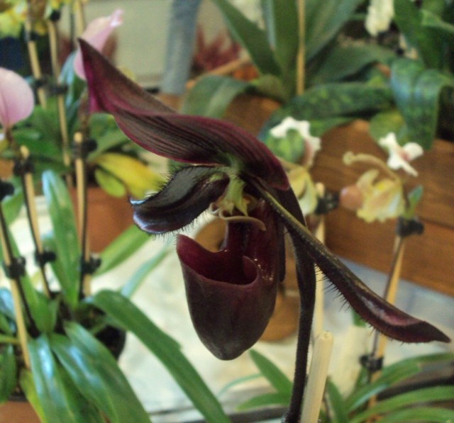 PAPHIOPEDILUM HYBR. m1..jpg
