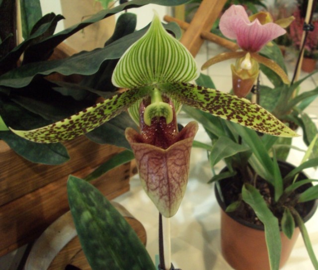 Papilopedilum sukhakuli m..jpg