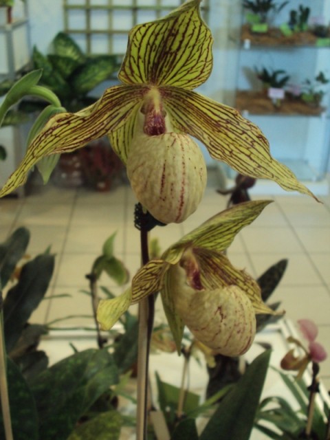 PAPHIOPEDILUM MALIPOENSE X ROTHSCHILDIANUM m..jpg