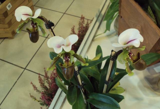 Paphiopedilum spicerianum4.jpg