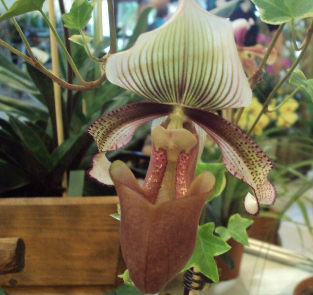 PAPHIOPEDILUM SUPERBIENS  m..jpg