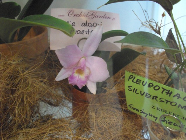 Laelia alaori x praestans 2 m..jpg