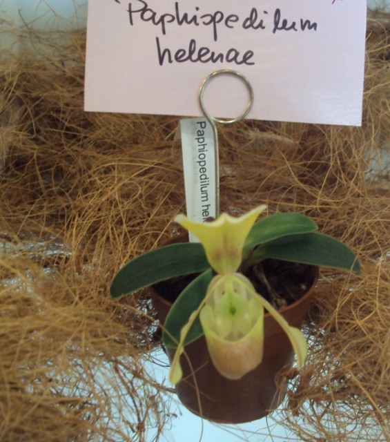 Dendrobium helenae m..jpg