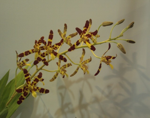 ANSELIA AFRICANA m..jpg